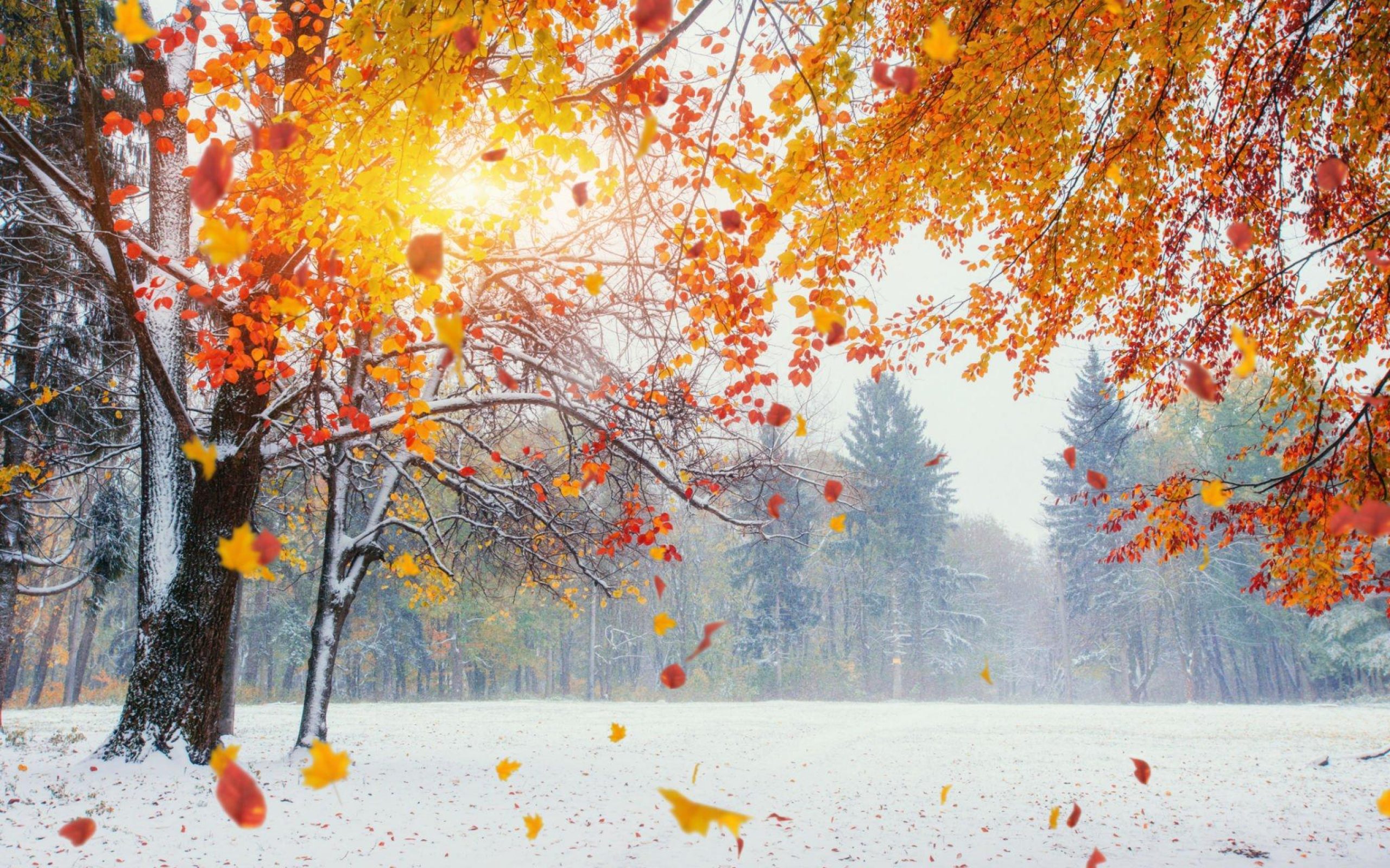 Sole che irradia le foglie degli alberi d'autunno